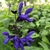 Spikes of showy blue, 2-lipped flowers with nearly black calyces