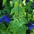 Spikes of showy blue, 2-lipped flowers with nearly black calyces