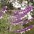 Spikes of fuzzy white flowers and fuzzy purple calyces.