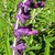 Spike of all purple flowers (no white)