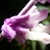 Close-up showing fuzzy purple calyx and fuzzy tubular corolla.