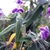 A spike of flowers and the narrowly lanceolate leaves