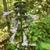 Erect spike of pale lavender flowers.