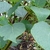 Salvia madrensis 'Red Neck Girl'