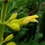 Close-up of a single yellow, tubular, fuzzy flower