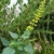 Erect or ascending spikes of yellow, fuzzy flowers.