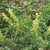 Erect or ascending spikes of yellow, fuzzy flowers.