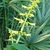 Erect or ascending spikes of yellow, fuzzy flowers.