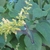 Erect or ascending spikes of yellow flowers & hummingbird