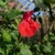 Bright red, showy, 2-lipped flower.