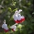 Bright white flowers with showy red lower lips