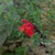 Bright red showy 2-lipped flowers