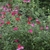 Bright red showy 2-lipped flowers