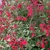 Subshrub with many red, 2-lipped flowers.