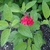 Bright red showy 2-lipped flowers