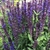Erect spike of deep blue flowers.