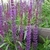 Erect spikes of small violet flowers.
