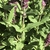 Leaves with crenate margins and impressed veins.