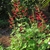 A basal clump of foliage & erect spikes of red flowers.