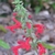 Close-up of a spike of bright red, two-lipped salvia flowers.