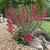 A basal clump of foliage & erect spikes of red flowers.
