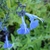 Blue, 2-lipped flowers borne in clusters on a spike.