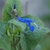 Close-up of a single deep blue, 2-lipped flower.