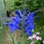Spike of intense blue, 2-lipped flowers.