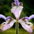 Close-up of pale lavender, 2-lipped flowers and pink bracts.