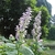 Erect spikes of pink, 2-lipped flowers and pink bracts.