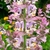 Erect spikes of pale pink, 2-lipped flowers and pink bracts.