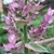 Close-up of spikes of pink, 2-lipped flowers and pink bracts.