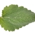Detached ovate leaf with serrulate-crenate margin.