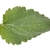 Simple, ovate leaf with dentate margin