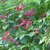 Shrub with spikes of red flowers.