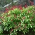 Shrub with spikes of red flowers.