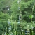 Erect flower stalks bearing light blue flowers.