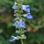 Flower spike with several pale blue flowers. One has a tiny bee.