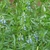 light blue flowers on upright inflorescences.