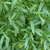Foliage. Leaves are narrow and opposite.