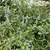 Shrubby plant with spikes of light blue flowers