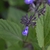 2-lipped flowers with 2 white stripes on the broad lower lip.