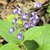 2-lipped flowers with 2 white stripes on the broad lower lip.