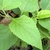 Ovate leaf with acute apex and serrate margins.