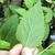 Underside of ovate leaf showing prominent venation