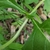 2 leaves attached on opposite sides of the node.
