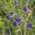 Sparse spikes of blue flowers.