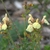 Showy soft yellow 2-lipped flowers.