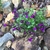 Intensely purple, 2-lipped flowers.