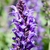 Erect spikes of purple flowers.